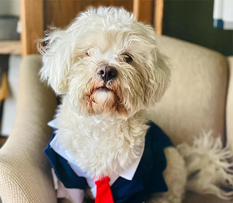 Ginsburg the dog